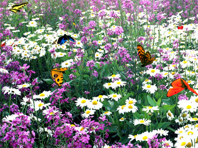 Butterflies Screen Saver Screenshot